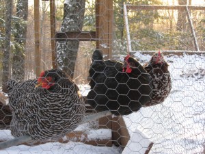 The chickens have a heat lamp in their coop, but they're huddled together outside