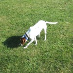 rocko