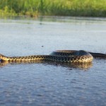 IMG_1477