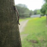 IMG_1524